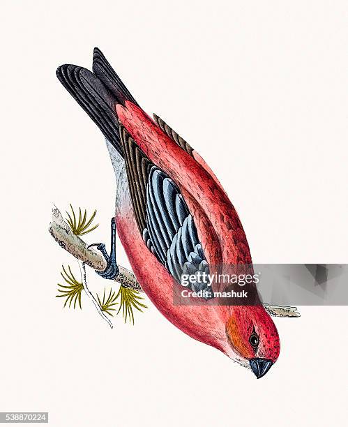 pine crossbeak bird - pine grosbeak stock illustrations