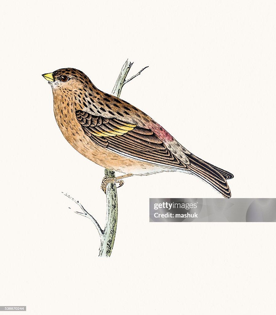 Twite bird