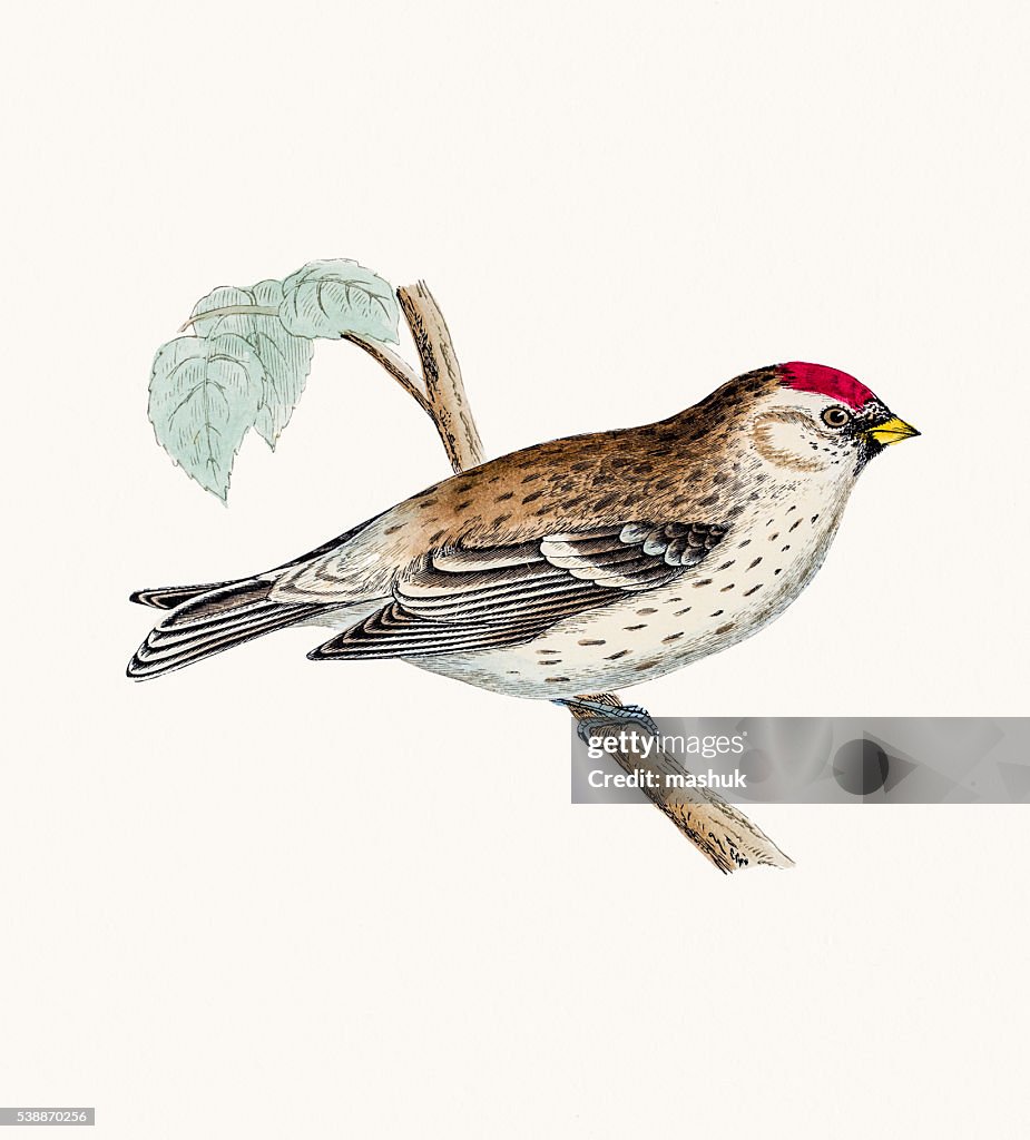 Mealy Redpoll bird