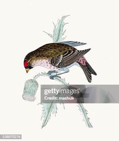 Redpoll bird Redpoll bird