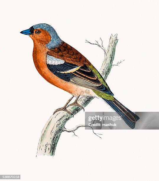 stockillustraties, clipart, cartoons en iconen met chaff finch bird - chaffinch