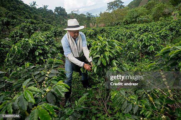 kolumbianischer mann arbeitet auf einer kaffeefarm - fair trade stock-fotos und bilder