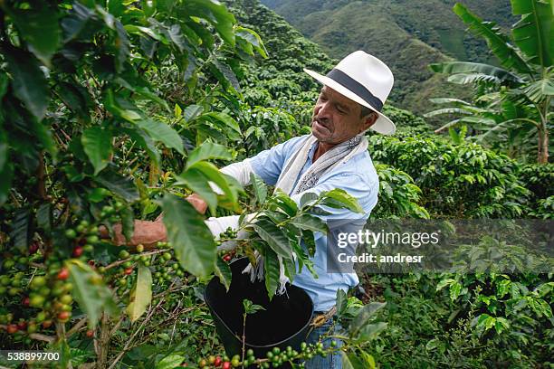 man collecting colombian coffee - coffee farm stock pictures, royalty-free photos & images