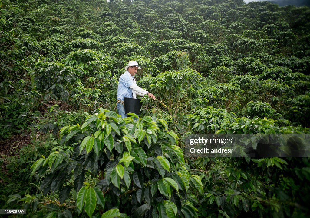 Farmer collecting coffee