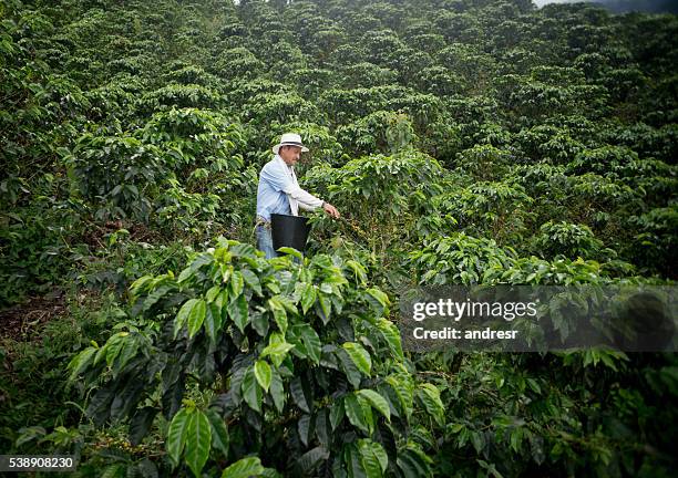 farmer collecting coffee - south american culture stock pictures, royalty-free photos & images