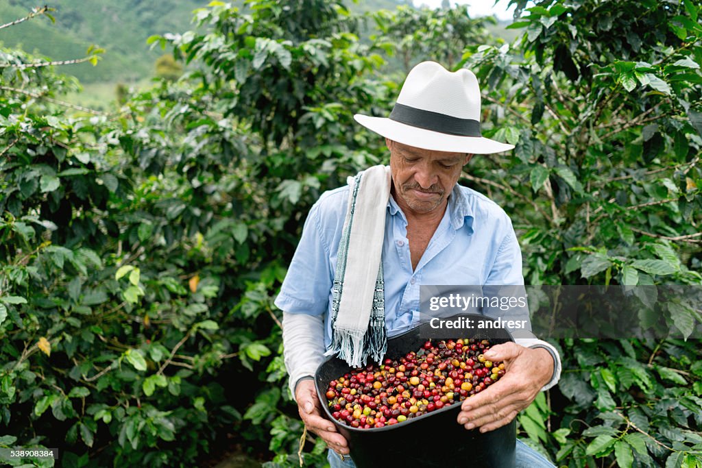 Man collecting coffee beans at a farm