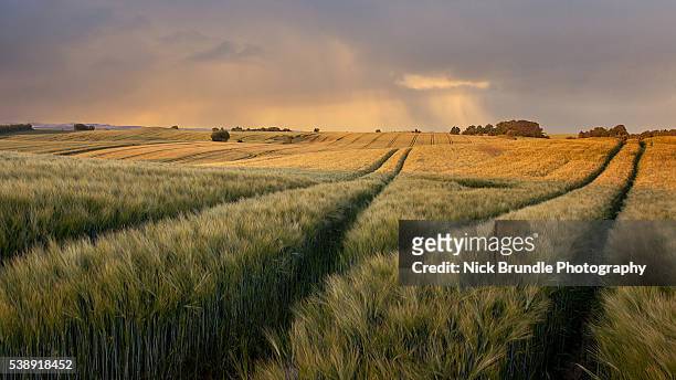 fields of wheat - agricultural field stock-fotos und bilder