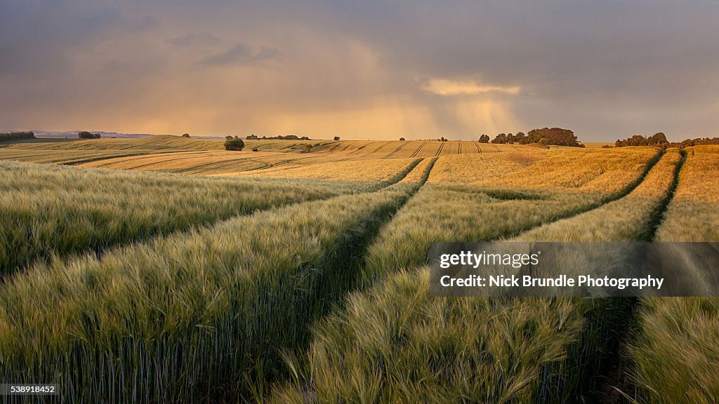 Fields Of Wheat