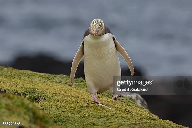 yellow-eyed penguin (megadyptes antipodes) - enderby island stock pictures, royalty-free photos & images