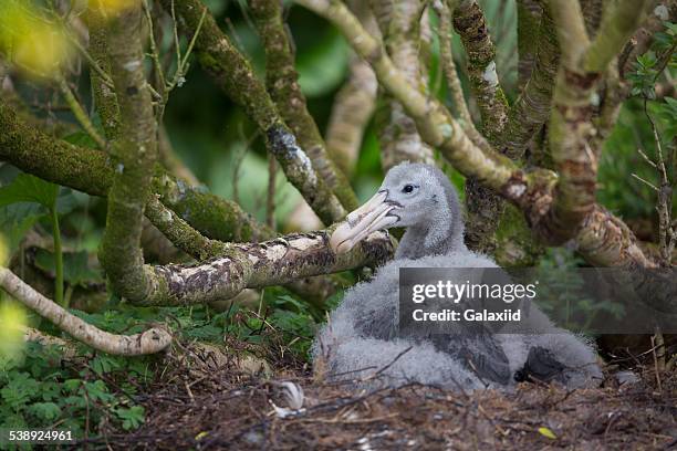 giant petrel chick (macronectes giganteus) - enderby island stock pictures, royalty-free photos & images