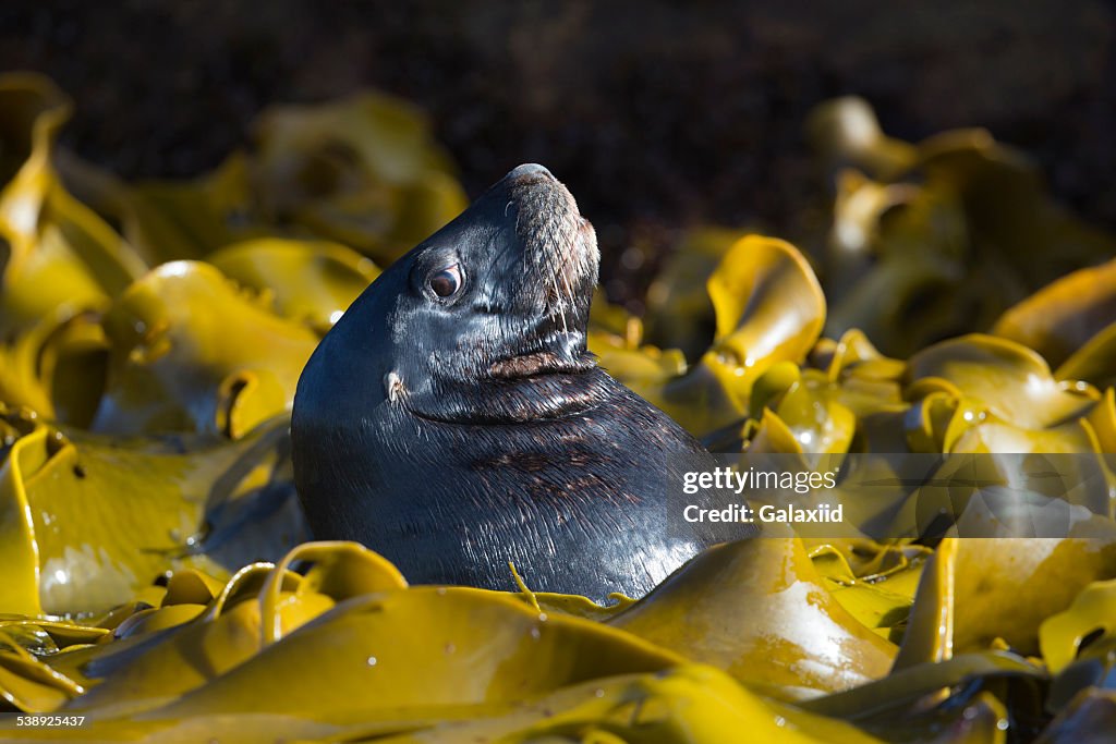 New Zealand Sea Lion (Phocarctos hookeri)