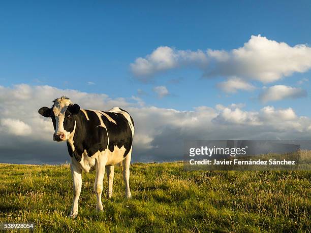 a holstein cow to produce milk, grazing in a meadow at sunset. in cantabria, one of the regions with the highest milk production in spain. - one animal stock pictures, royalty-free photos & images