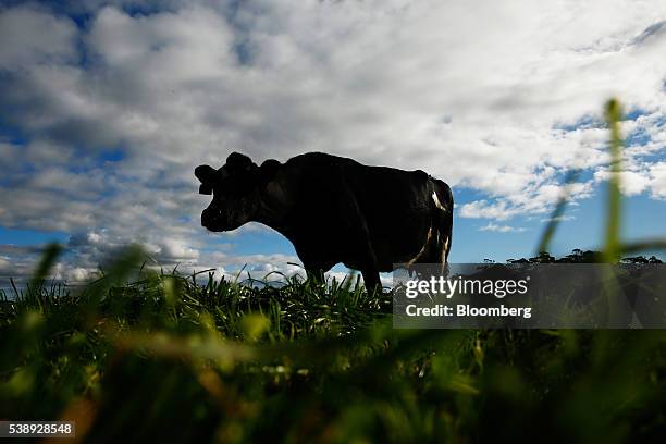 Cow grazes in a pasture at a dairy farm operated by Van Diemen's Land Co. In Woolnorth, Tasmania, Australia, on Monday, May 30, 2016....