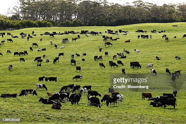 Cow graze in a pasture at a dairy farm operated by Van Diemen's Land Co. In Woolnorth, Tasmania, Australia, on Monday, May 30, 2016....