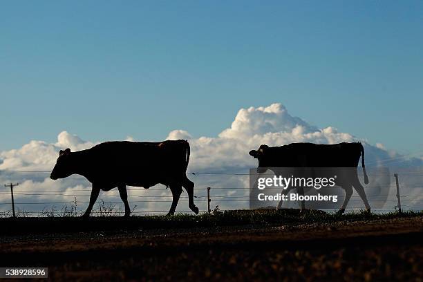 Cows walk across a field after being milked at a dairy farm operated by Van Diemen's Land Co. In Woolnorth, Tasmania, Australia, on Monday, May 30,...