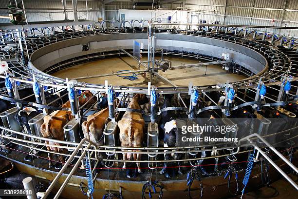 Cows stand in a rotary milking shed at a dairy farm operated by Van Diemen's Land Co. In Woolnorth, Tasmania, Australia, on Monday, May 30, 2016....