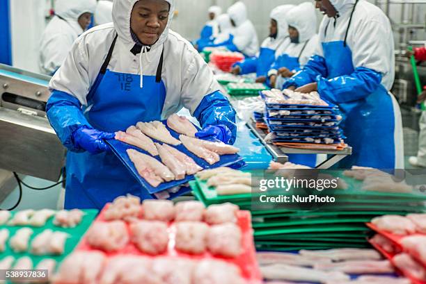 Workers of a fish processing factory prepare hake fillet for freezing. Walvis Bay, Namibia, June 7, 2016. A main product of the factory is Hake,...