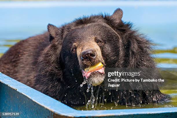 bear eating in the water - oso negro asiático fotografías e imágenes de stock