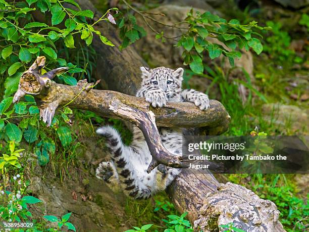 young snow leopard holding on branch - snow leopard 個照片及圖片檔