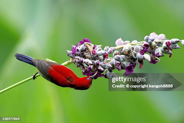 crimson sunbird - carmine persico foto e immagini stock