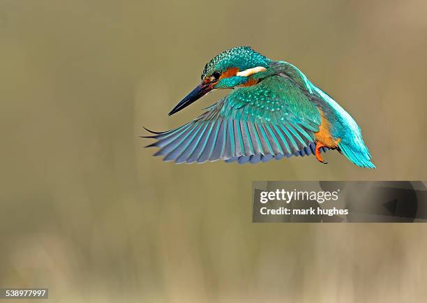 kingfisher - kingfisher stock-fotos und bilder