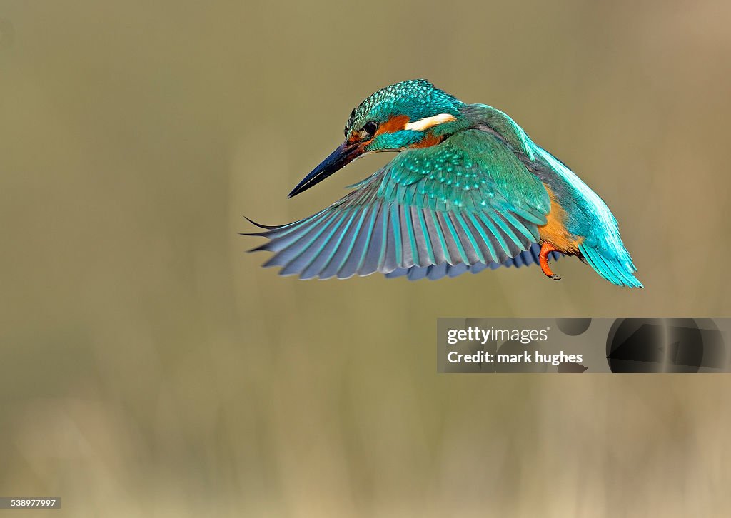 Kingfisher