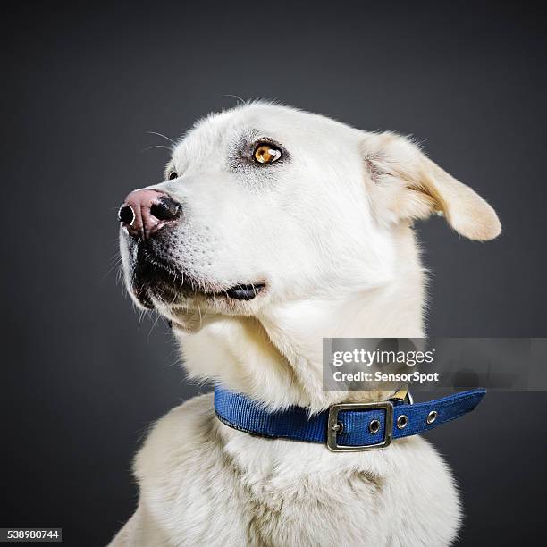 un portrait de chien de race mixte. - yellow labrador retriever photos et images de collection