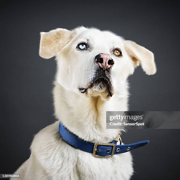 ritratto di un cane di razza mista. - bocca di animale foto e immagini stock