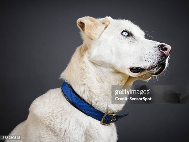portrait of a mixed breed dog. - collar stock pictures, royalty-free photos & images