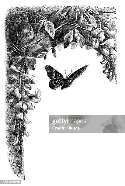 antique illustration of flower and butterfly ornament - bird pencil drawings stock illustrations