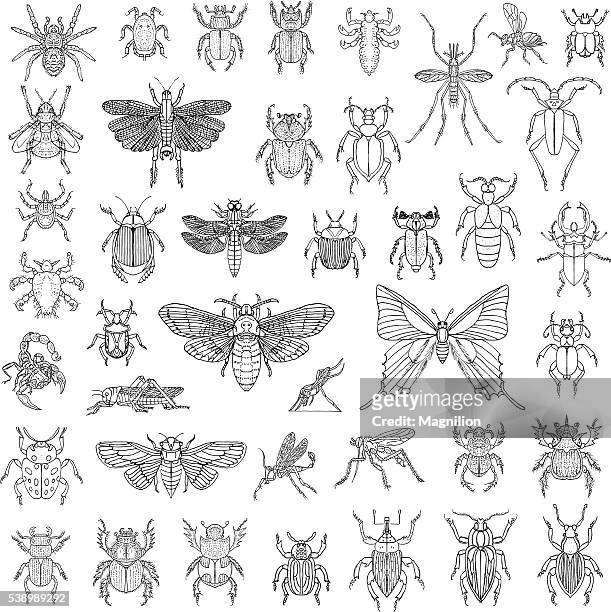 stockillustraties, clipart, cartoons en iconen met hand drawn insects vector set - beetle