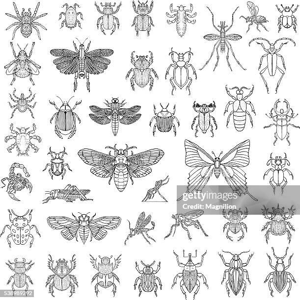 hand drawn insects vector set - dragonfly stock illustrations