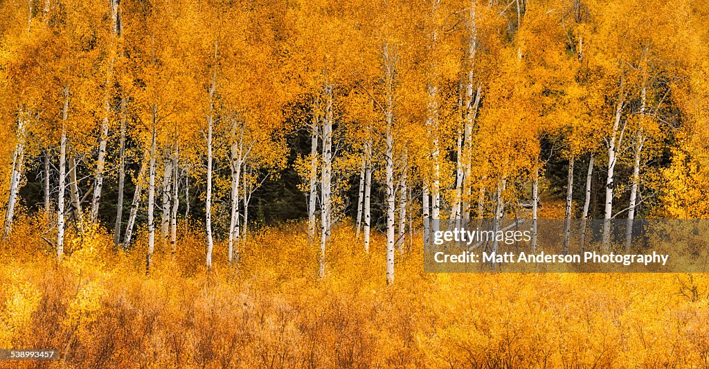 Panorama of golden aspen tree Grand Teton NP