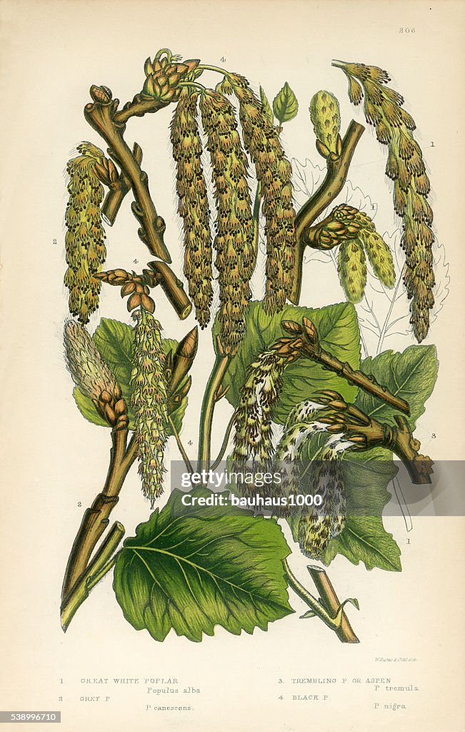 Poplar, White Poplar, Grey Poplar, Aspen, Victorian Botanical Illustration