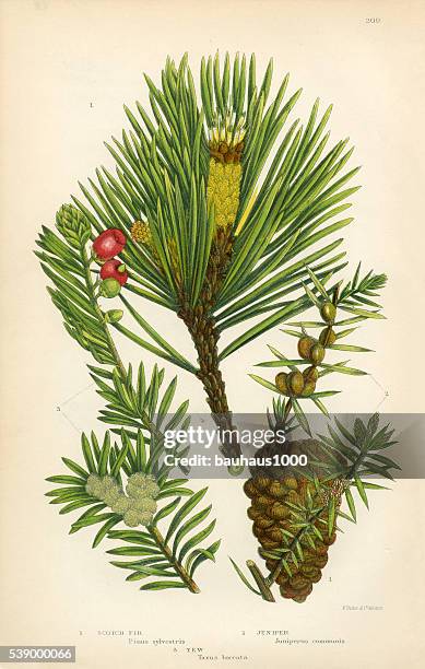 tanne, scotch tannen-, pinien-, wacholder, schottische kiefer, viktorianischen botanischen illustrationen - nadel pflanzenbestandteile stock-grafiken, -clipart, -cartoons und -symbole