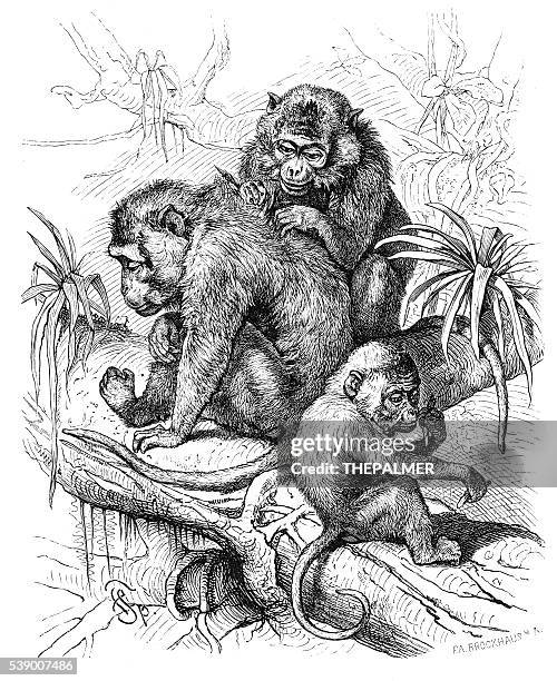 macaques engraving 1882 - macaque stock illustrations