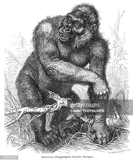 gorilla engraving 1882 - gorilla stock illustrations