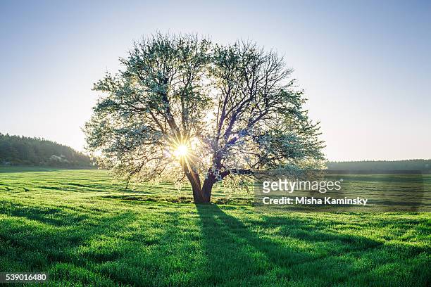 campo di primavera - albero foto e immagini stock
