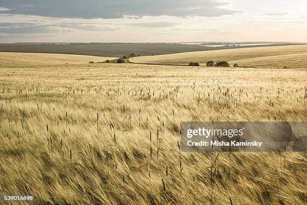 barley fields - gerst stockfoto's en -beelden