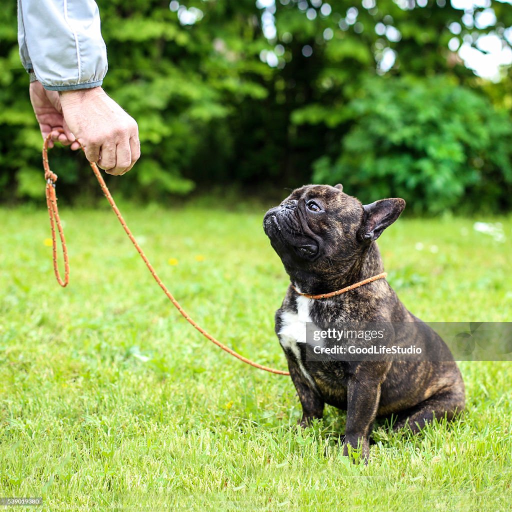 French Bulldog on leash