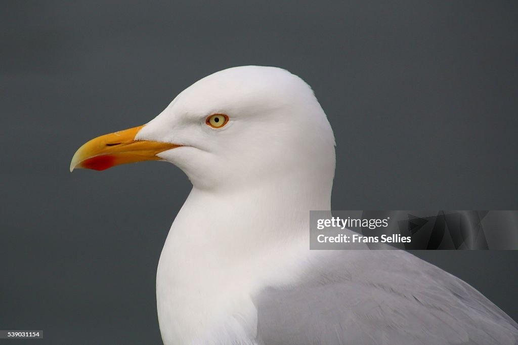 Portrait of a herring gull (Larus argentatus)