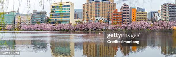 cherry blossoms  at ueno park in tokyo, japan - ueno park stock-fotos und bilder