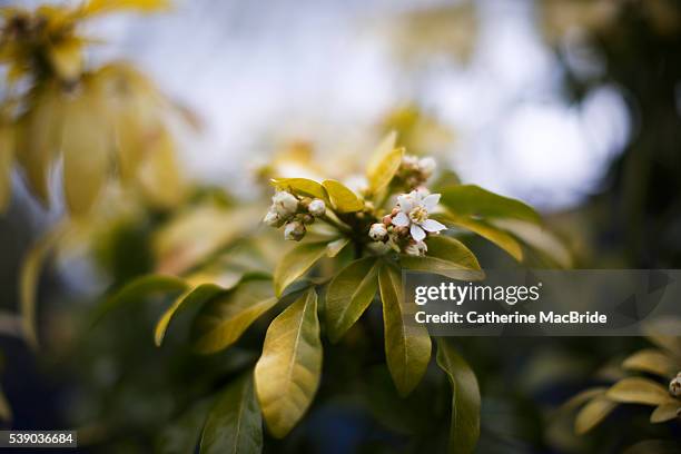 choisya ternata in bloom - catherine macbride stock pictures, royalty-free photos & images