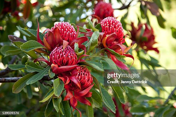 red waratah flowers - australian native flowers stock pictures, royalty-free photos & images