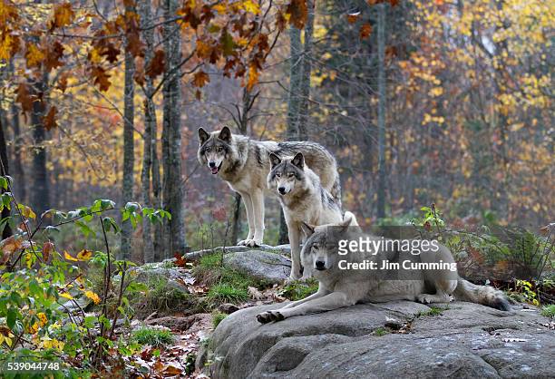 three timber wolves in autumn rain - wolfs stock pictures, royalty-free photos & images