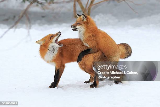 red fox playing - michael j fox fotografías e imágenes de stock