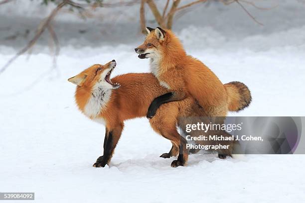 red fox playing - accouplement animal photos et images de collection