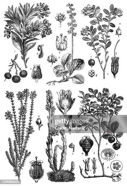 stockillustraties, clipart, cartoons en iconen met dicotyledons: sympetalae - framboos