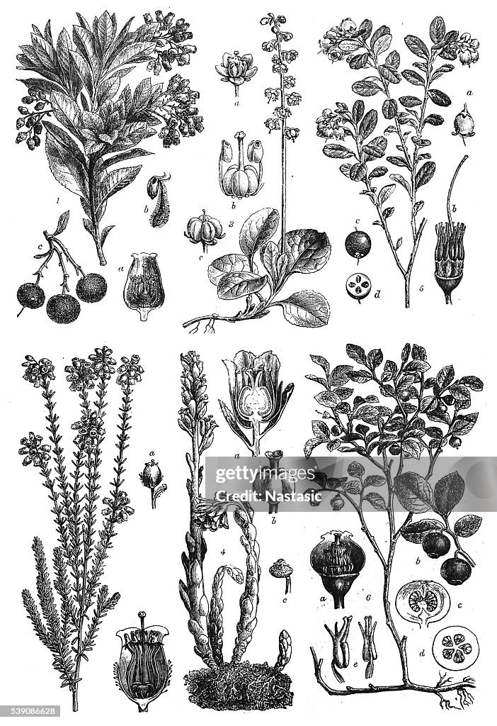 Dicotyledons: Sympetalae