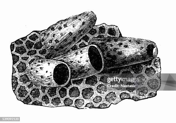 cell of the queen - bees pollinating stock illustrations